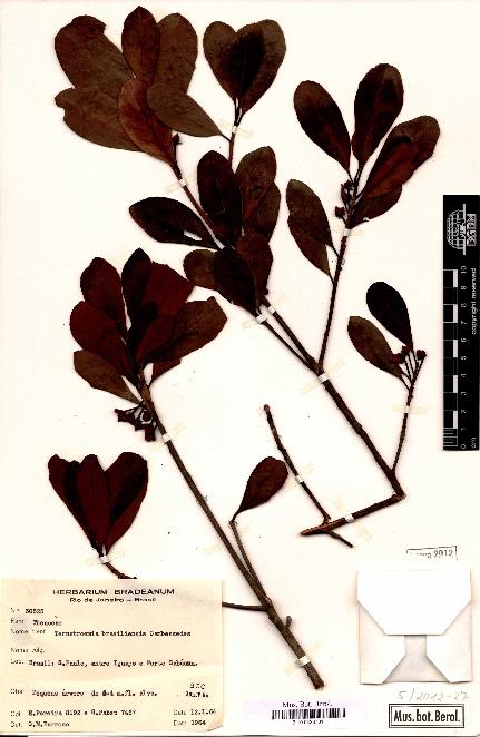 spécimen de Ternstroemia brasiliensis